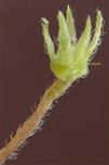  Calyx